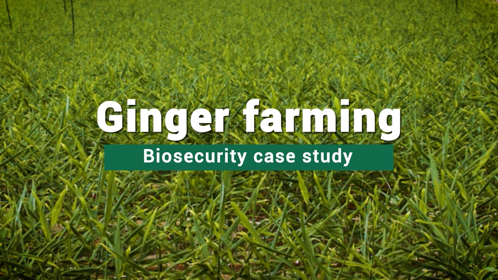 Ginger-Farming-Biosecurity