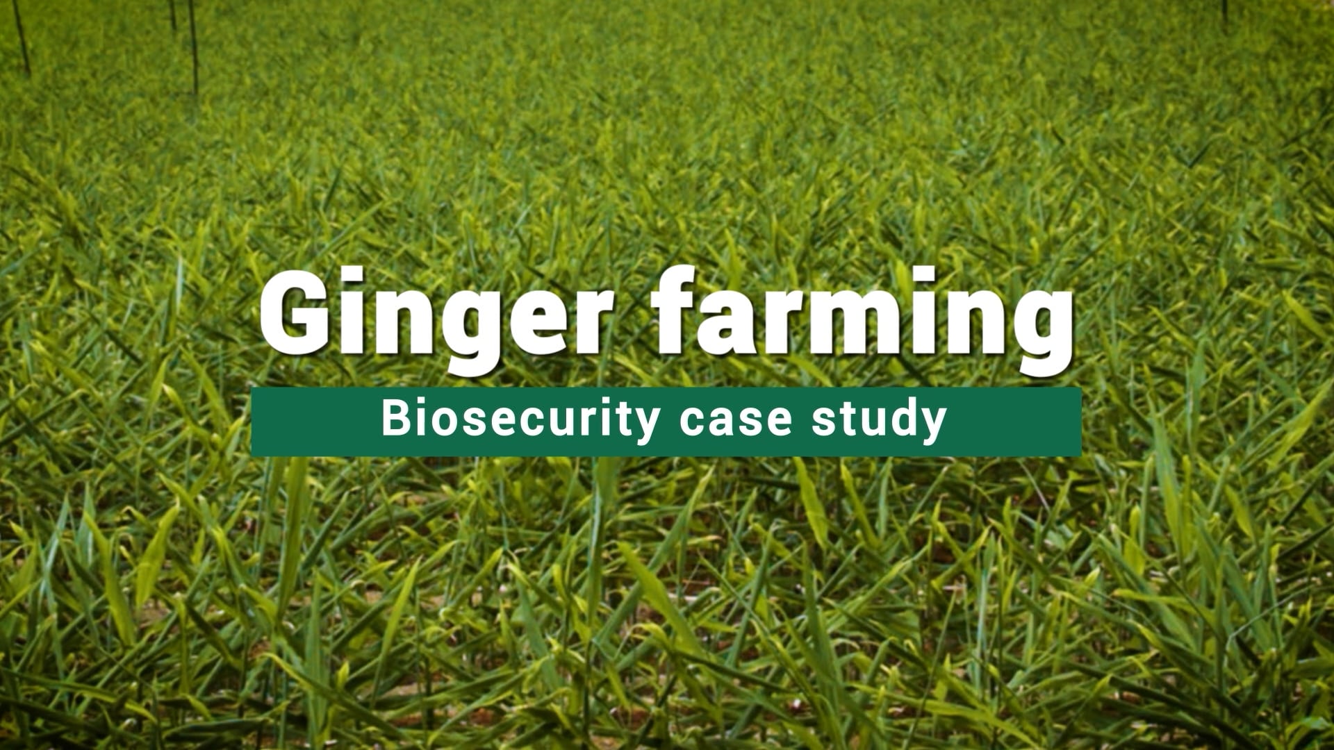 Ginger-Farming-Biosecurity
