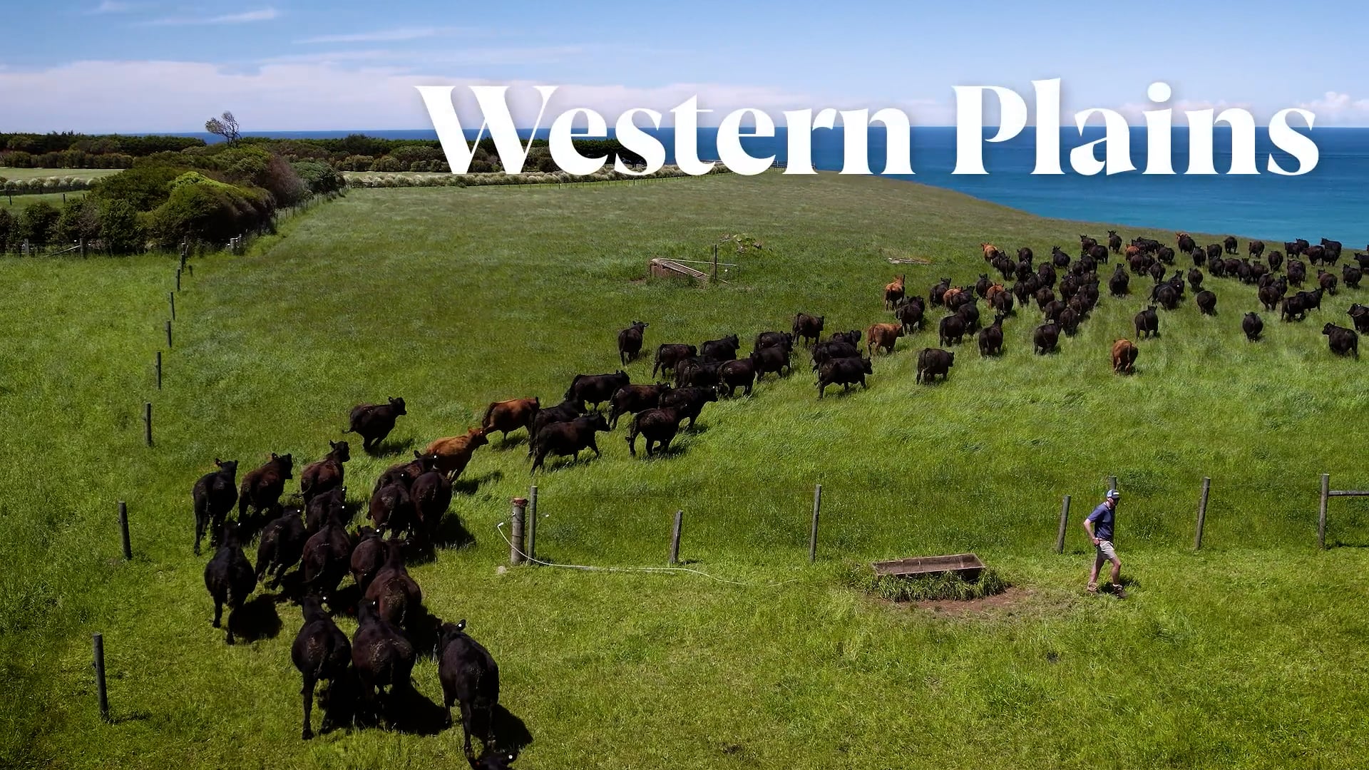 Greenham-Managing-Ground-Cover