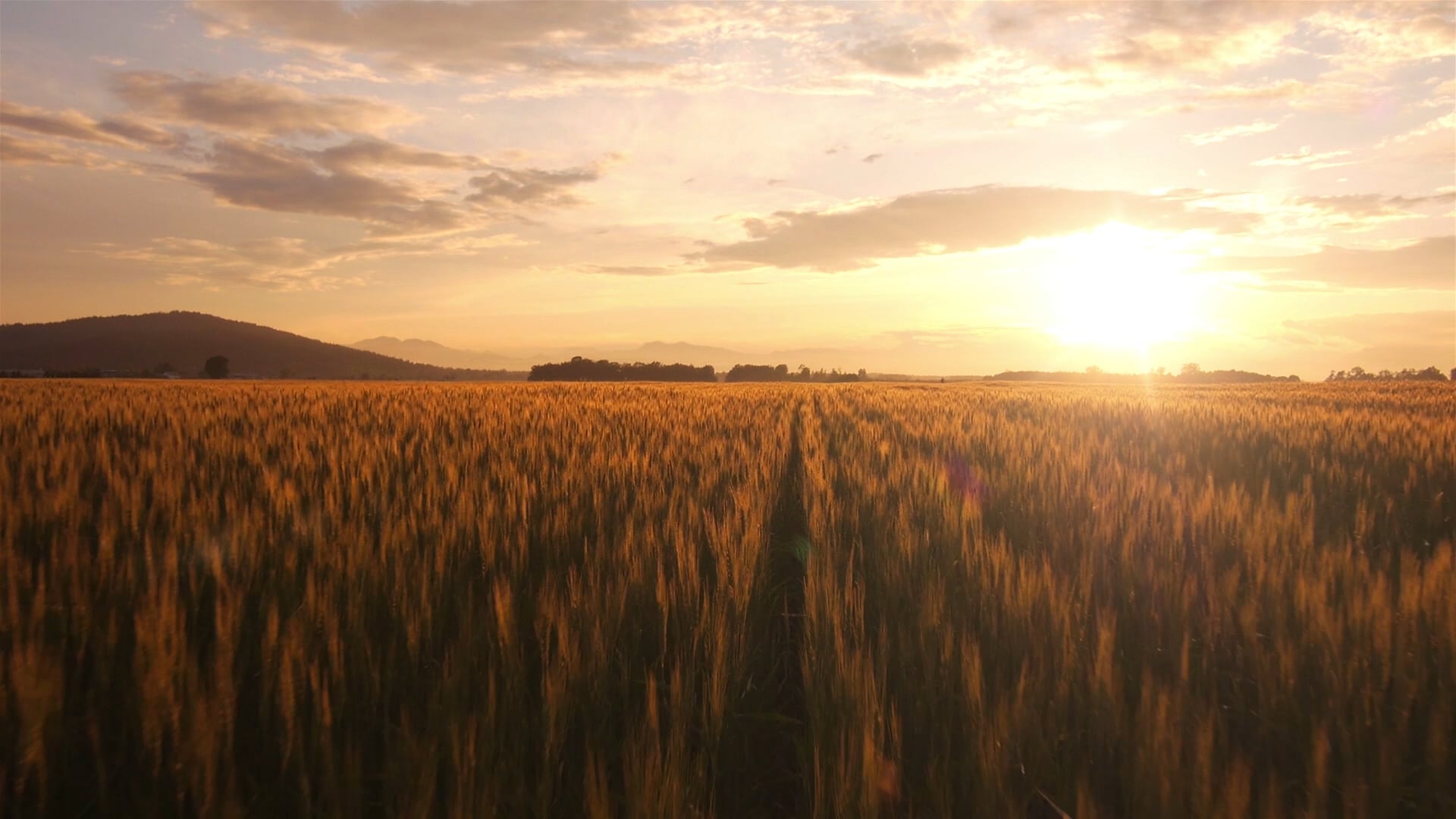 Nutrien-Ag-Solutions-Profile