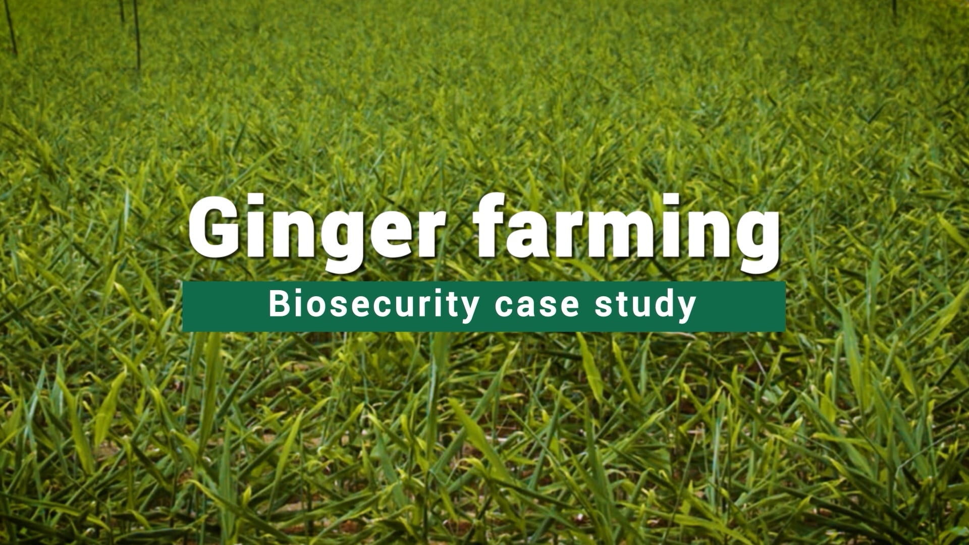 Ginger-Farming-Biosecurity