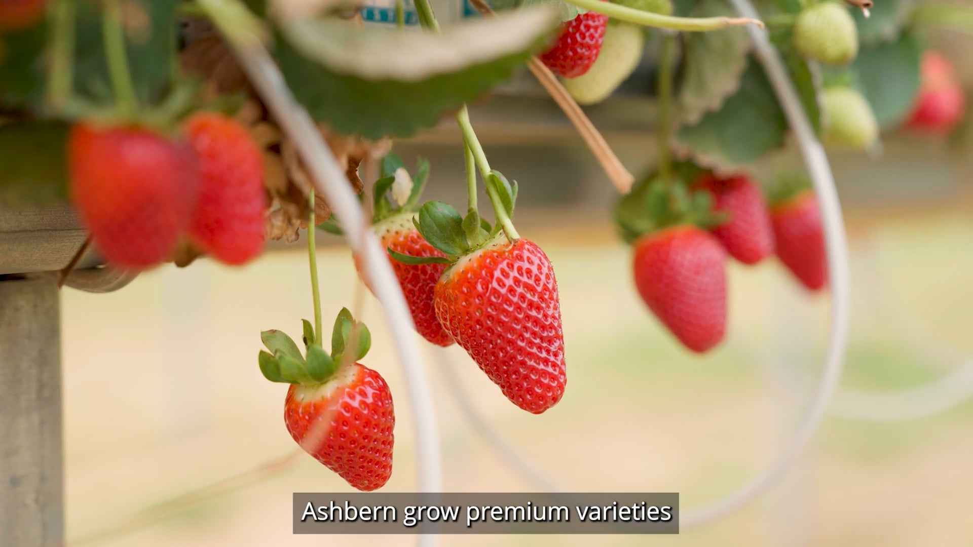 Department-of-Primary-Industries-Managing-Strawberry-Quality