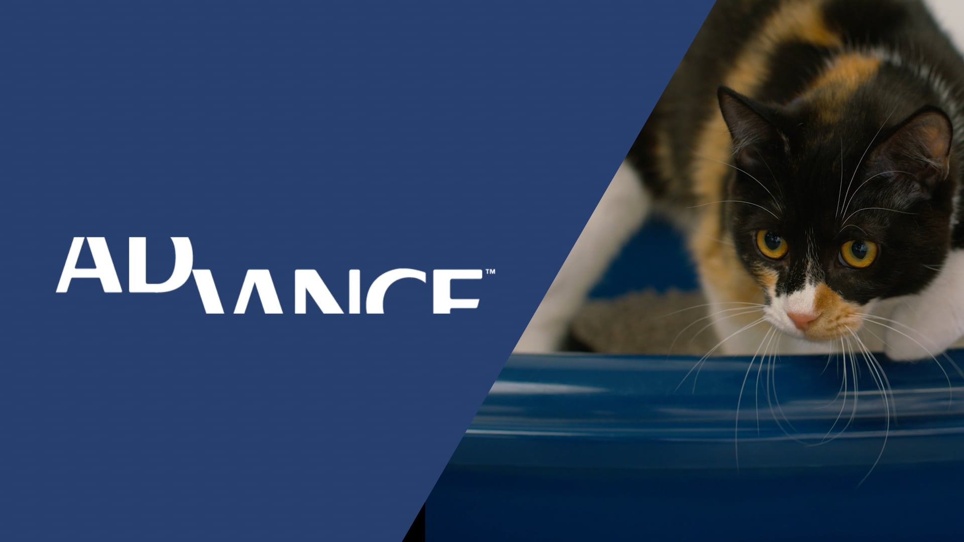 Advance-Litter