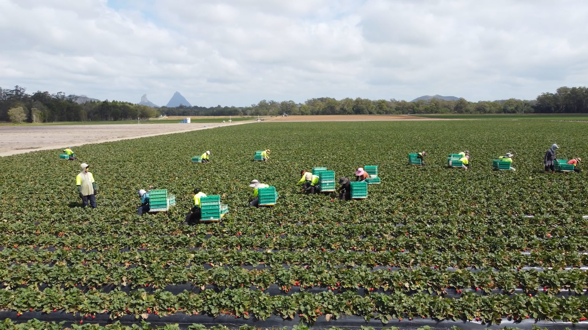 DPI-QLD-Managing-Strawberry-Quality
