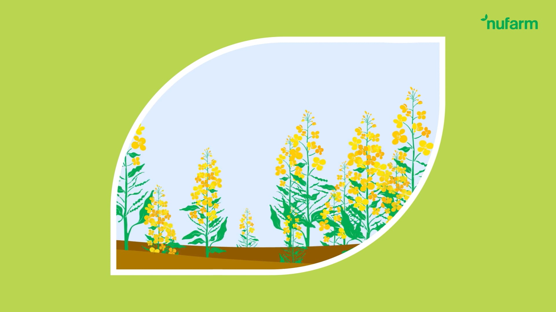 Nuseed-to-Nufarm-RD