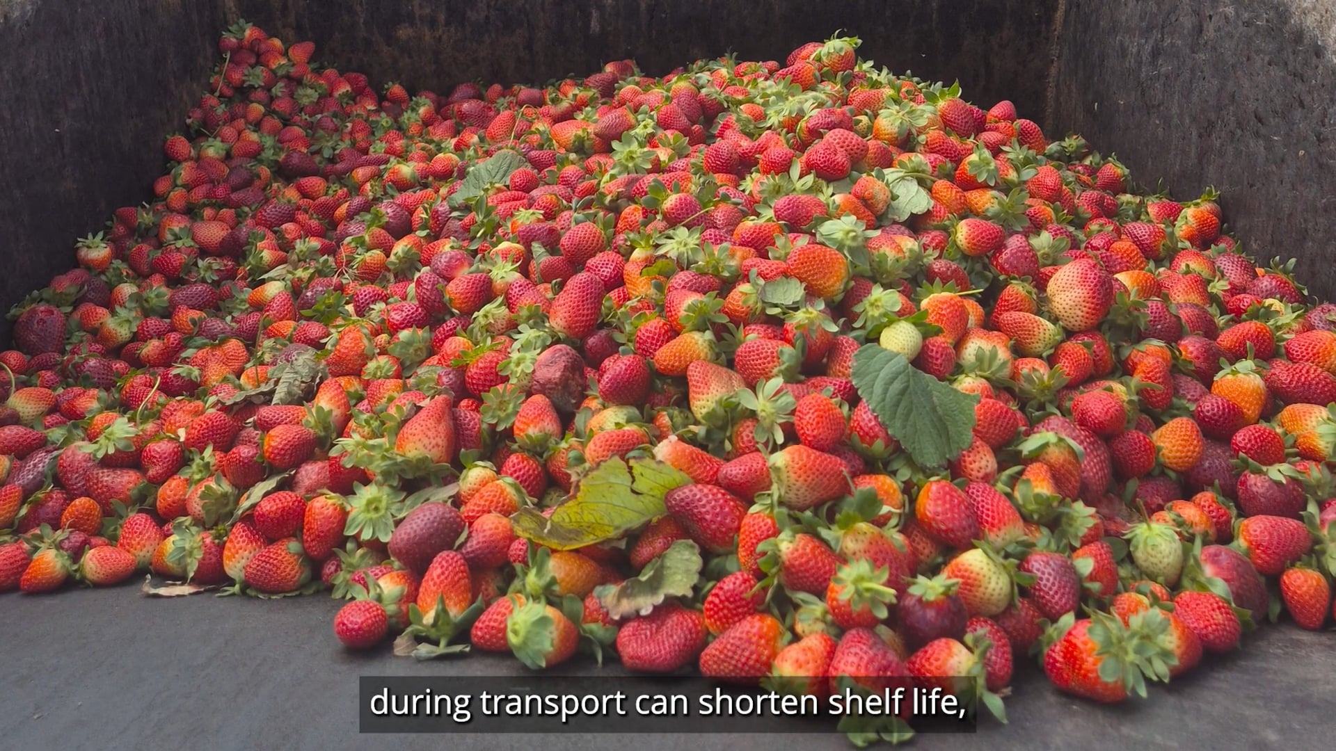 DPI-QLD-Managing-Strawberry-Quality