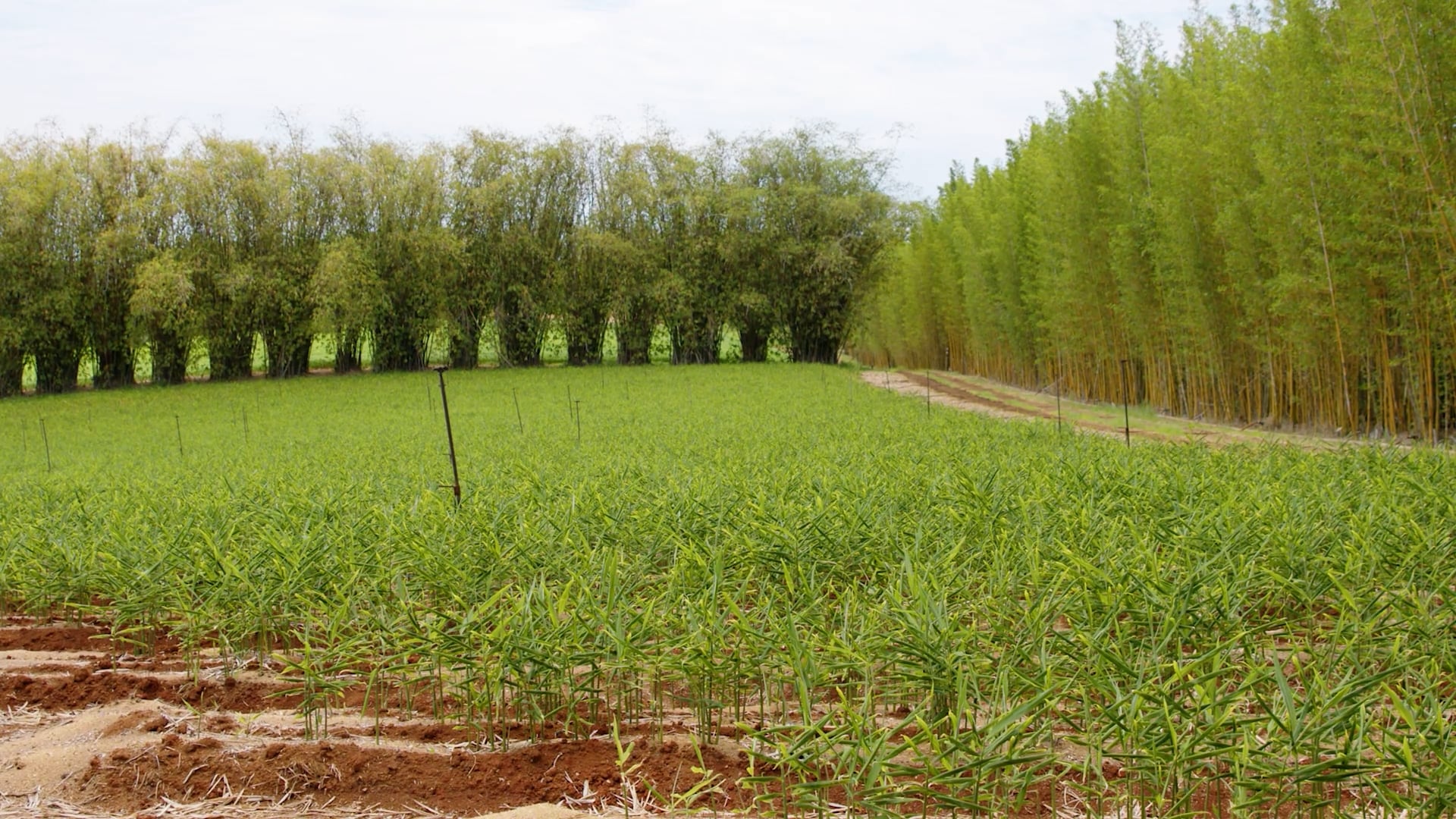 Ginger-Farming-Biosecurity